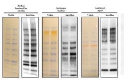 Blue Marker Antibody (6F4-F6) - Azide and BSA Free, Novus Biologicals 0.1